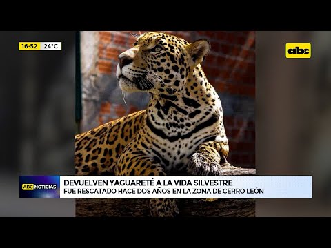 Chaco: yaguareté rescatado hace dos años volverá a la vida silvestre