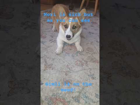 gimli loves sticks, toys or other #corgi #puppy #pets #shorts #cute #dog