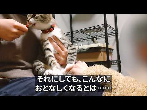 【鬼門】猫の爪切り