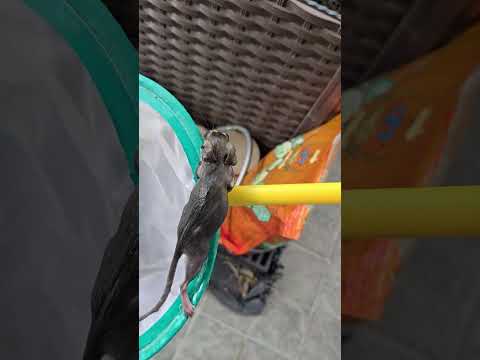 หนูตกถังน้ำหนาวสั่นเลย