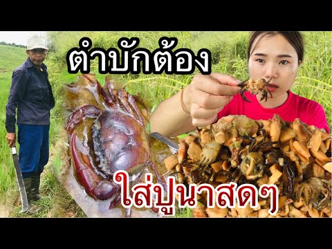 พาชมข้าวนาที่บ้านสาวลาวพ้อมทัง พาชมข้าวนาที่บ้านสาวลาวพ้อมทัง