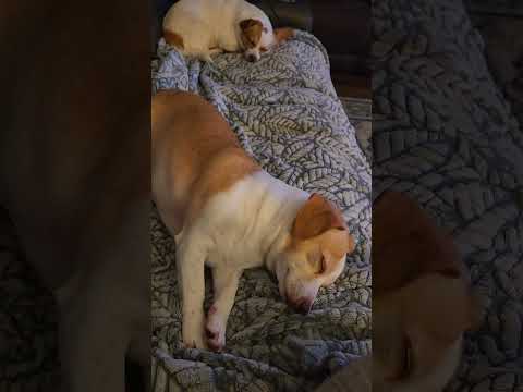 Love to watched them sleeping !
