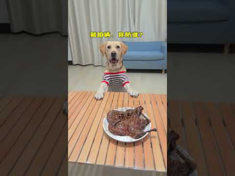 這狗說的話能信嗎？反正我不相信Can you believe what this dog says? I certainly don't.