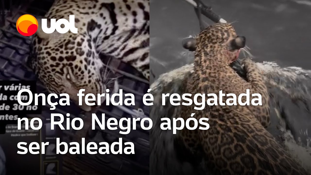 Onça é resgatada nadando no Rio Negro após ser baleada veja vídeo