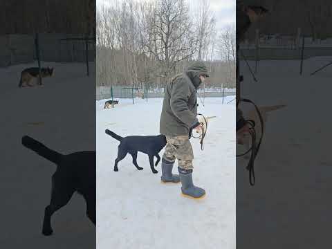 Макрон. Второе занятие. Строим правильные взаимоотношения. #лабрадор #дрессировка #кинологминск