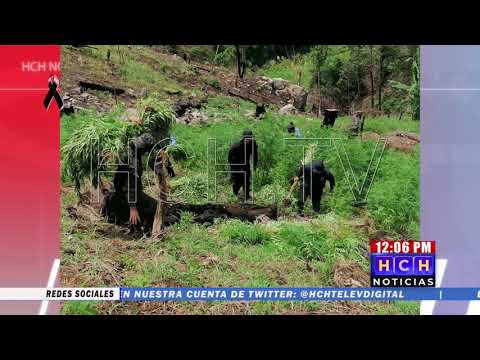 Desmantelan narcolaboratorio y destruyen plantación de coca en Limón, Colón