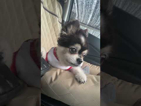 #น้องหมาจอมซน🐶#lucky