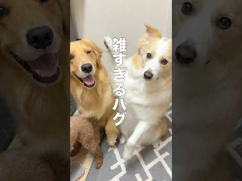 同時にハグしようとして困惑する犬が可愛い...【ボーダーコリー•ゴールデンレトリバー】 サムネイル