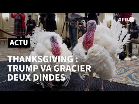 Trump va gracier deux dindes pour Thanksgiving | AFP