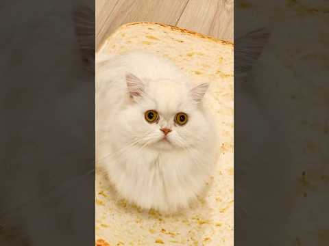どうしても机を片付けたい子猫がおねだりした結果… #cat