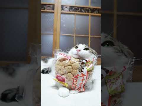 大きなキャラメルメロンパンと猫たちのほっこり動画｜癒しと笑顔の瞬間 サムネイル