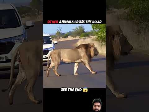 #animals #trending #tiger