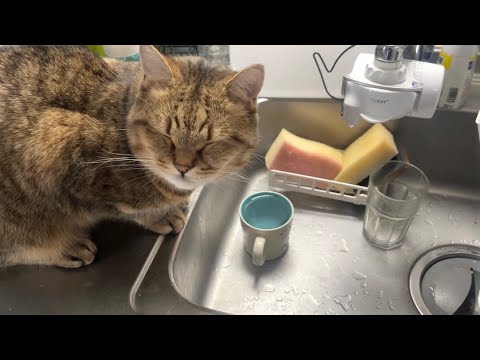 猫の動画サムネイル - 洗い物の手伝いしてるかと思いきや単純にイタズラを繰り返していただけの猫