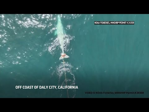 Rescuers Search off Northern California Coast for Young Gray Whale Entangled in Net