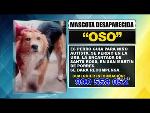 Perrito perdido en SMP: familia busca a 'Osito', mascota guía de niño con espectro autista