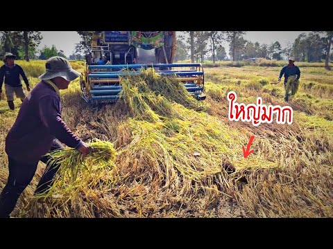 ไล่คุบหนูพุกใหญ่แบบล้มลุกคลุกค