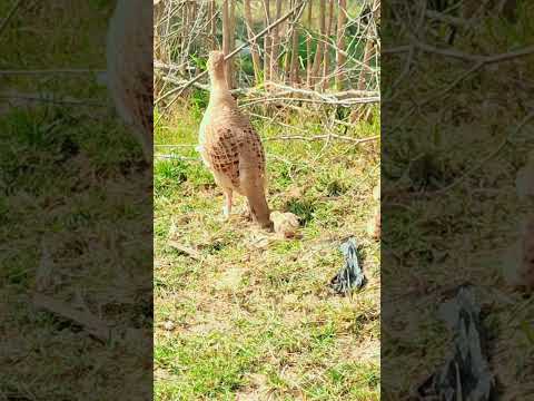 teetar voice 🔥#viral #foryou