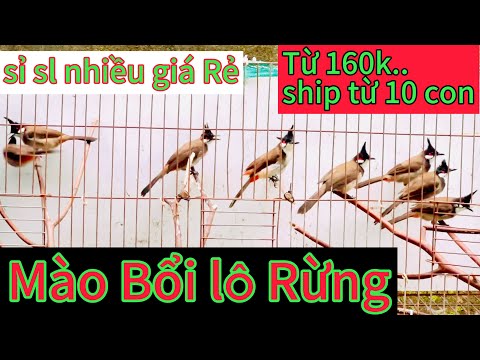 14/10. Mào Bổi lô Má Đỏ . ship từ 10 con . sỉ sll Giá Rẻ