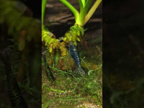 💙 #aquaticpets #aquarium #fishaquarium #fishtank #pets #animals #youtubepets #youtubeshorts #shorts