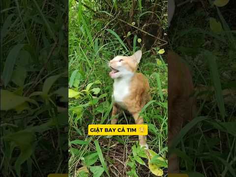 ĐÙA TÍ MÀ LÀM CĂNG – BAY CẢ LÔNG 😭🔥#meo #vutrudramameo #haihuoc #xuhuong #meme