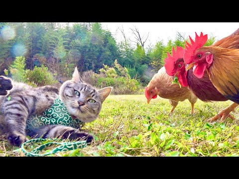 猫と巨大チキンが再会したら意外な展開になった