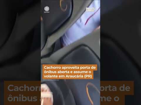 Cachorro aproveita porta de ônibus aberta e assume o volante no PR #Shorts #FalaBrasil