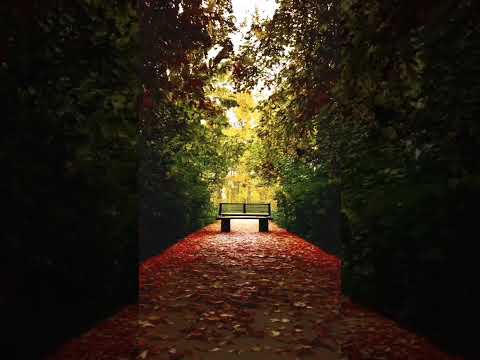 Tumi Suwa Jetia ✨|Golden Autumn | Zubeen Garg Classic Vibe #love #nature #sleepmusic #rain