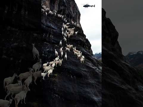 UNREAL VIEW: Goats on a Vertical Cliff as a Chopper Flies By! 🚁⛰️