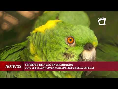 Ocho especies de aves se encuentran en riesgo en Nicaragua