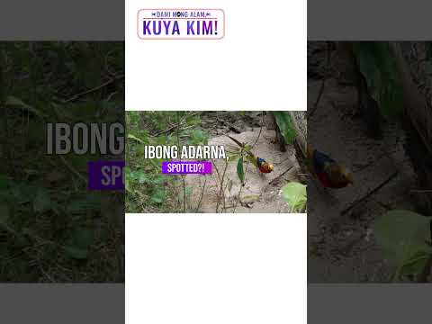 Ibong Adarna, namataang pagala-gala sa Antique?! | Dami Mong Alam, Kuya Kim!
