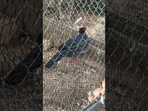 #shorts キレイなコサンケイ　 かみね動物園　IMG 6944 サムネイル