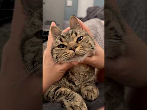 猫の動画サムネイル - 我が家のカワイイ猫の鳴き声集!! #shorts #猫 #cat