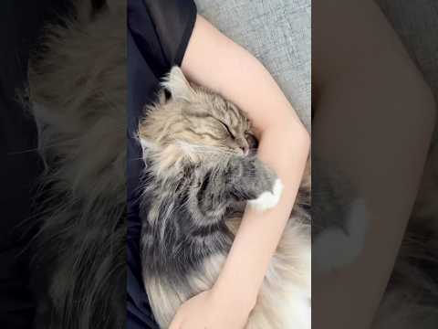 Sleeping happy😪 #cat #cute #cutecat