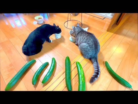 猫の動画サムネイル - 猫の後ろに大量のきゅうり置いてみると。。