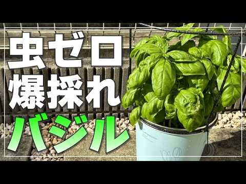 【もうバジルは買わない】100均ネットで虫知らず！850g採れる水耕栽培