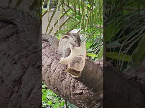 Squirrel's Breakfast