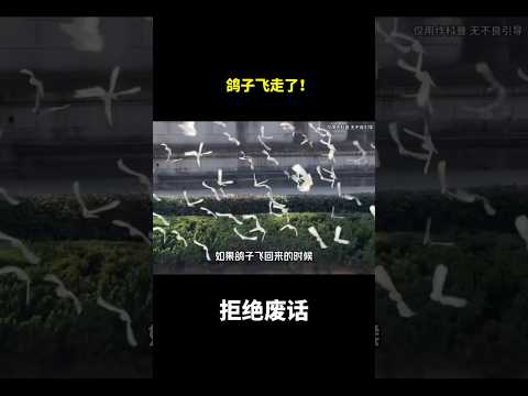 鸽子飞走了！#冷知识 #涨知识