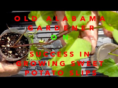 SWEET POTATO SLIPS **3 STEPS TO SUCCESS** HOW TO GROW (OAG)