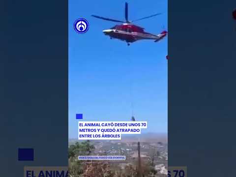 ¡Rescate de película! Salvan a un ternero con helicóptero