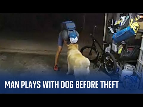 San Diego: Burglar pauses to play with a golden retriever while stealing from a household