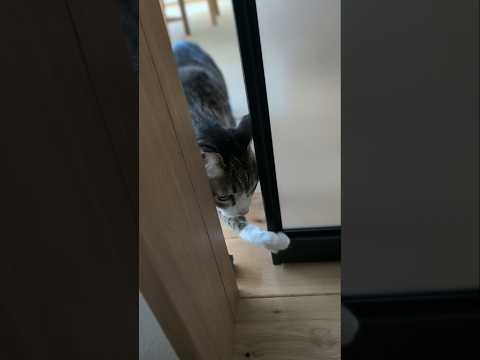 開け方が分からない猫😺 - A cat doesn't open it - #shorts #cat