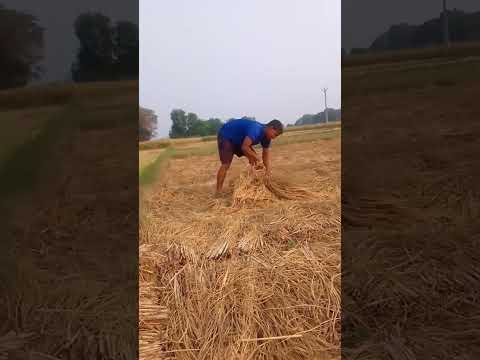 #shortvideo #minivlog आज खेत में गए धान बटोरने के लिए