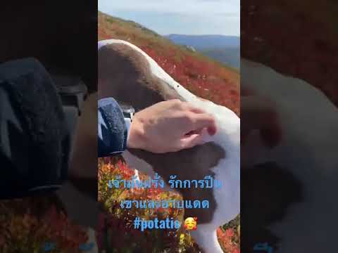 เจ้ามันฝรั่งพิทบูล-ตัวเมียpota เจ้ามันฝรั่งพิทบูล-ตัวเมียpota
