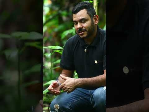 O Ataque do Gato-do-Mato