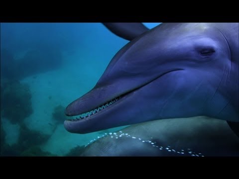 Dolphins purposely 'getting high' on pufferfish - Dolphins - Spy in the Pod: Episode 2 - BBC One