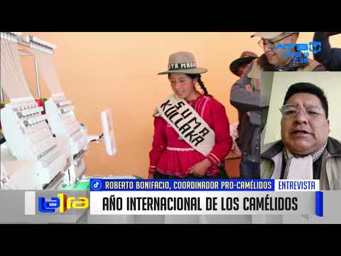 Bolivia participará en el lanzamiento del Año Internacional de los Camélidos 2024
