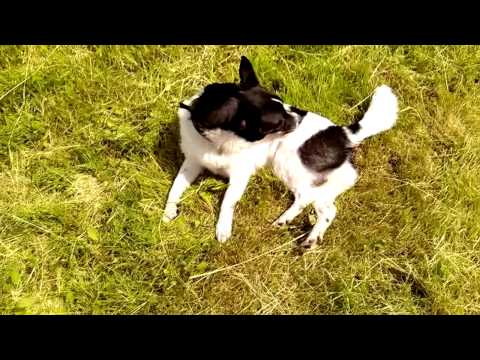 Video: Dubstep šuo - 