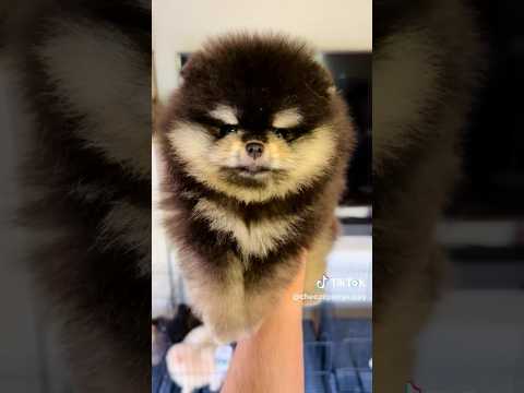 Oww so cute pomeranian dog😍 #cutebaby #cutedog #doglovers #shorts #pomeranian #puppy #dog