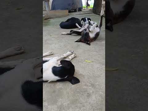 #funny #comedy #viralvideo #cute #kalu#labrador🐕🐕