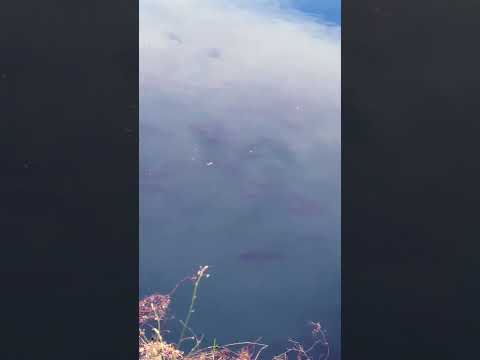 Peacock Bass Miami Florida #fishing